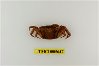 藏品(方形大額蟹)的圖片